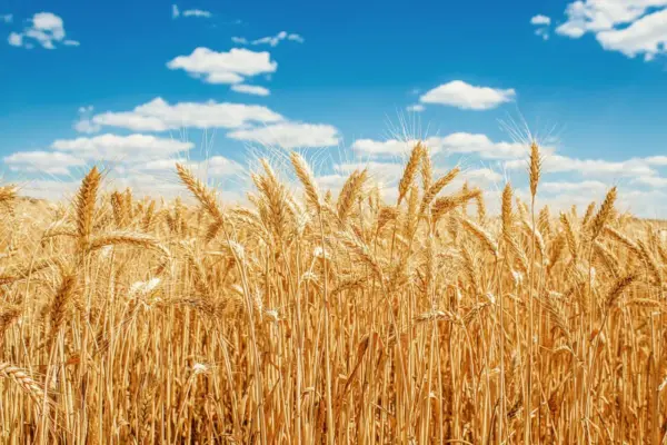 Wheat