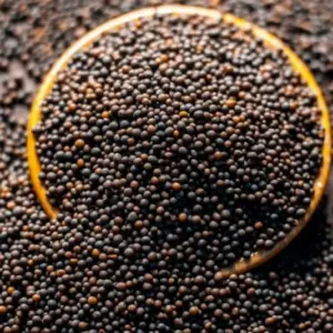 Mustard Seeds